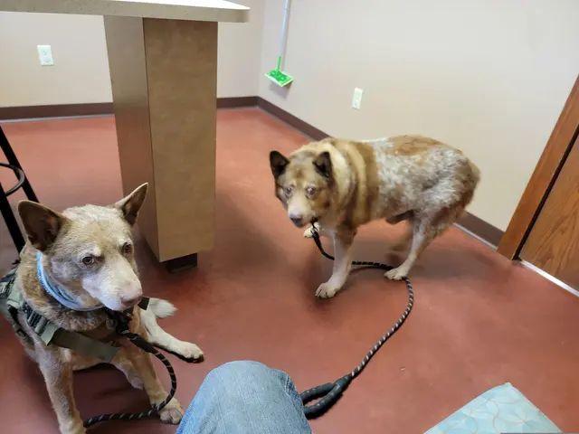 Animal Wellness Center of Buffalo Valley — customer photo 3