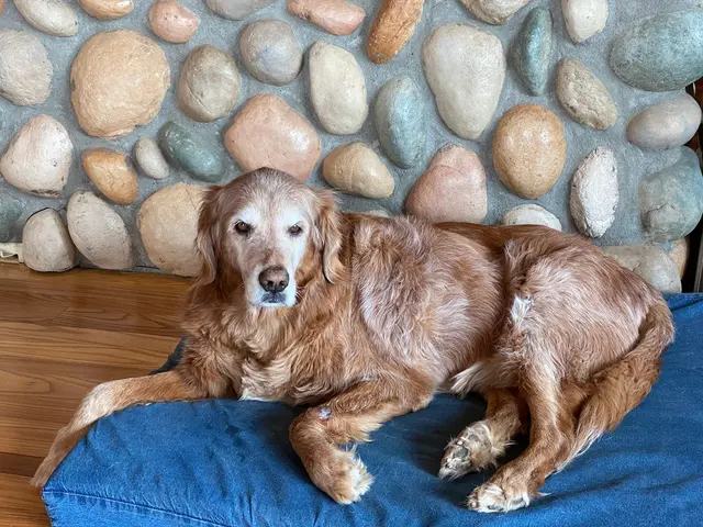 Animal Wellness Center of Buffalo Valley — customer photo 2