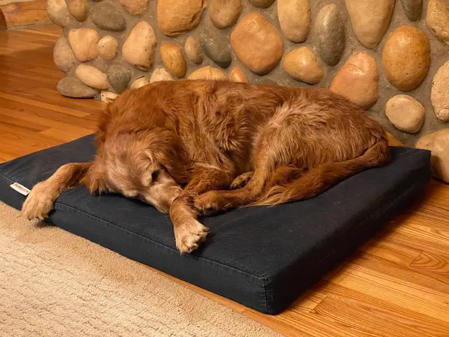 Animal Wellness Center of Buffalo Valley — customer photo 6