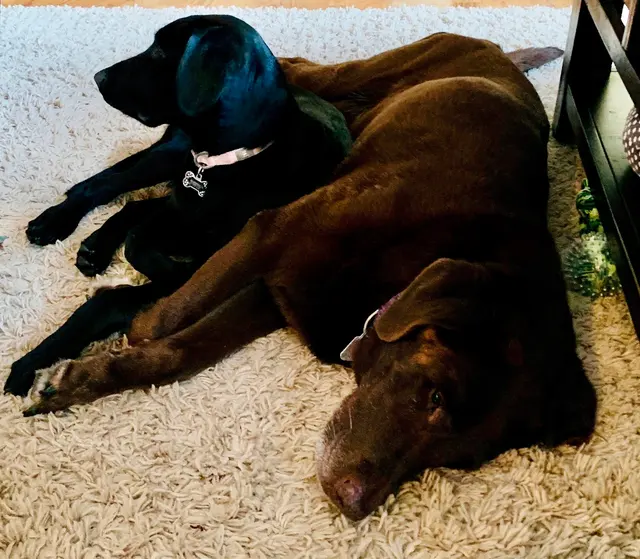 Animal Wellness Center of Buffalo Valley — customer photo 10