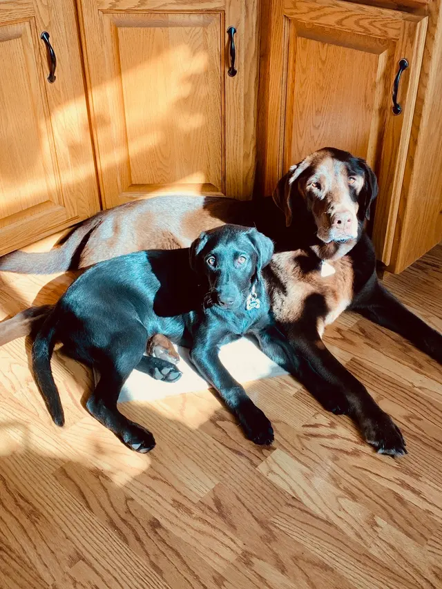 Animal Wellness Center of Buffalo Valley — customer photo 12