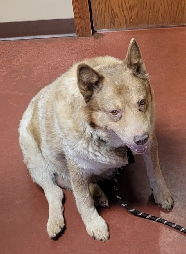 Animal Wellness Center of Buffalo Valley — customer photo 9