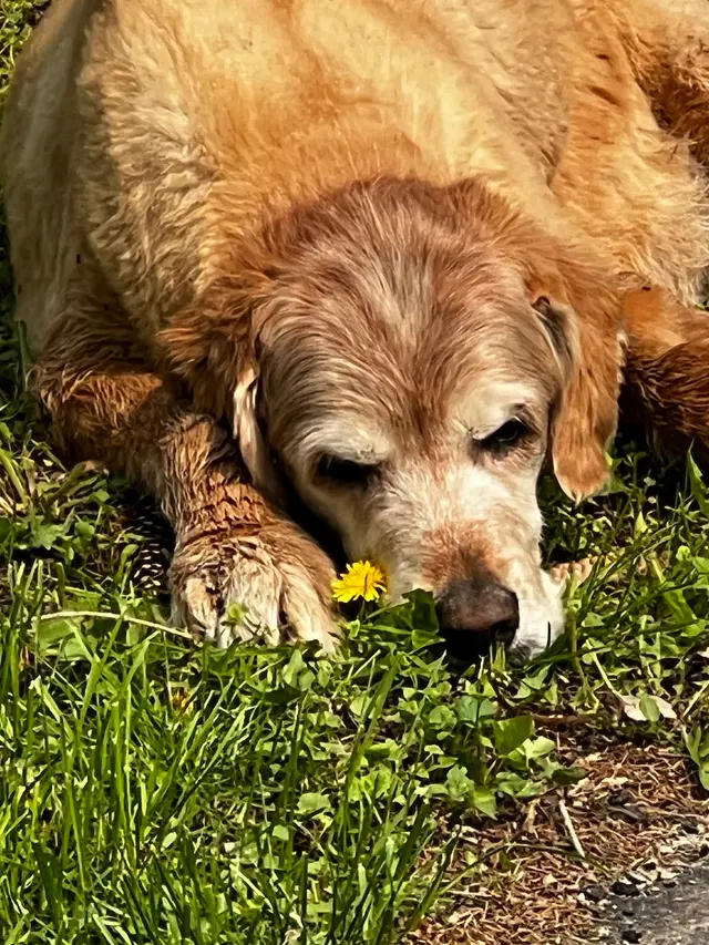 Animal Wellness Center of Buffalo Valley — customer photo 5