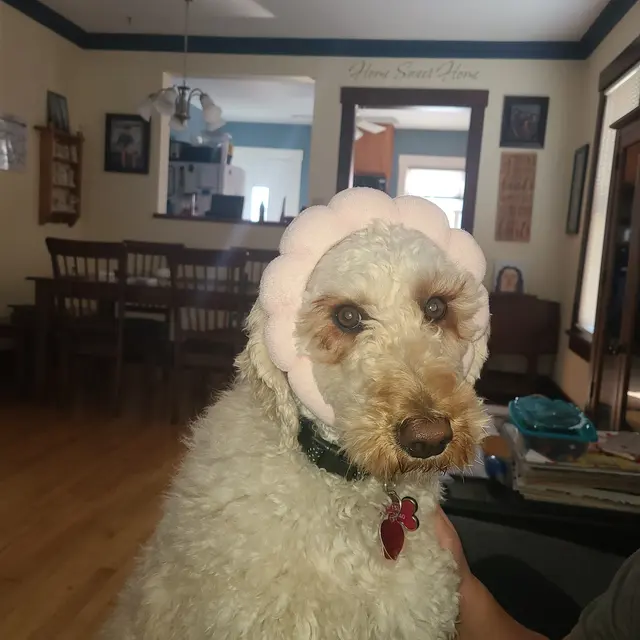 Healthy Pet Altoona — customer photo 8