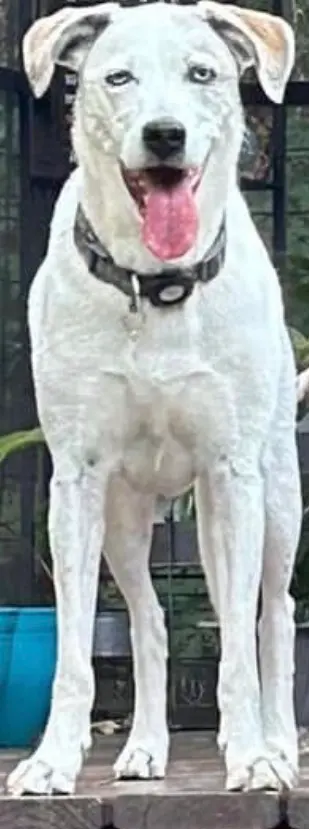 Customer photo of work by Healthy Pet Altoona, from Amanda Lengyel's review