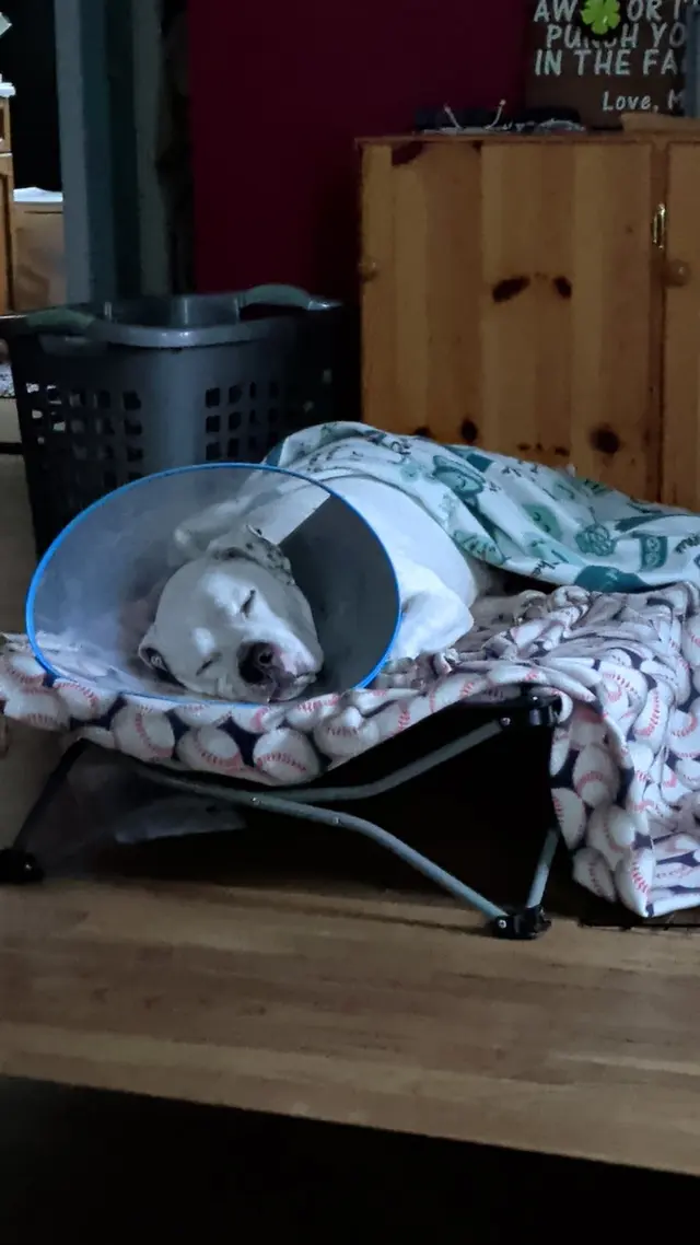 Customer photo of work by Healthy Pet Altoona, from Katie Clark's review