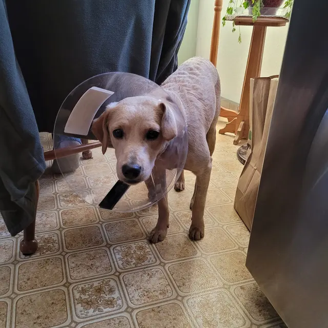 Healthy Pet Altoona — customer photo 10