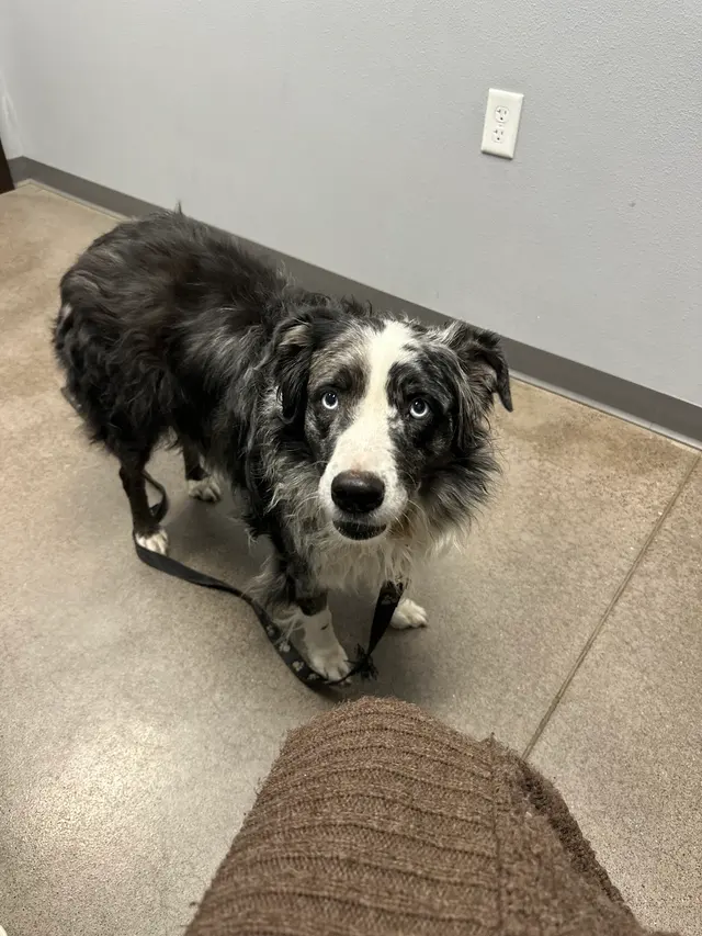 Healthy Pet Altoona — customer photo 1