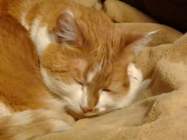 Healthy Pet Altoona — customer photo 11