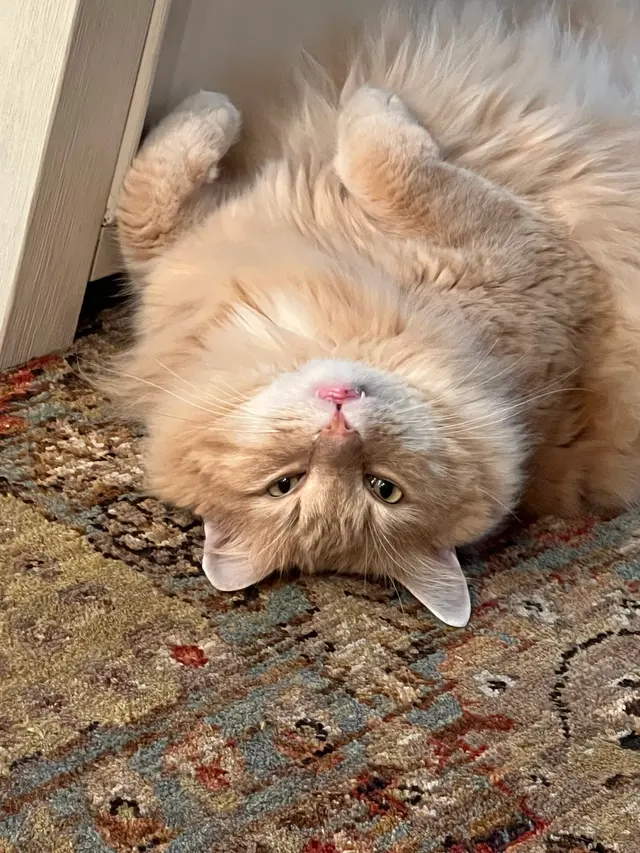 Healthy Pet Altoona — customer photo 4