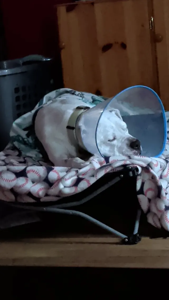 Customer photo of work by Healthy Pet Altoona, from Katie Clark's review