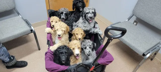 Healthy Pet Altoona — photo from the business 3