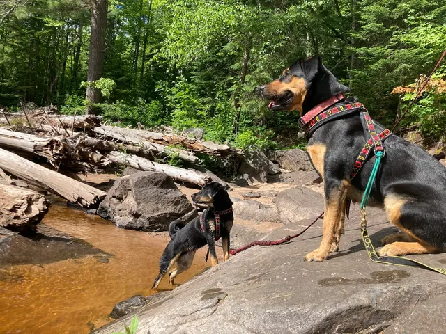Healthy Pet Altoona — customer photo 9