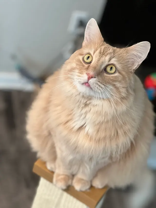 Healthy Pet Altoona — customer photo 12