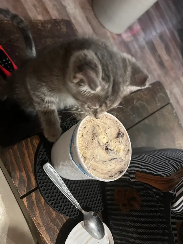 Purple Cat Vet - Eau Claire, WI — customer photo 6