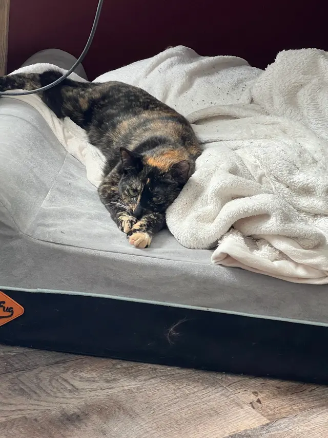 Purple Cat Vet - Eau Claire, WI — customer photo 5