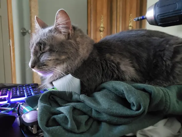 Purple Cat Vet - Eau Claire, WI — customer photo 1