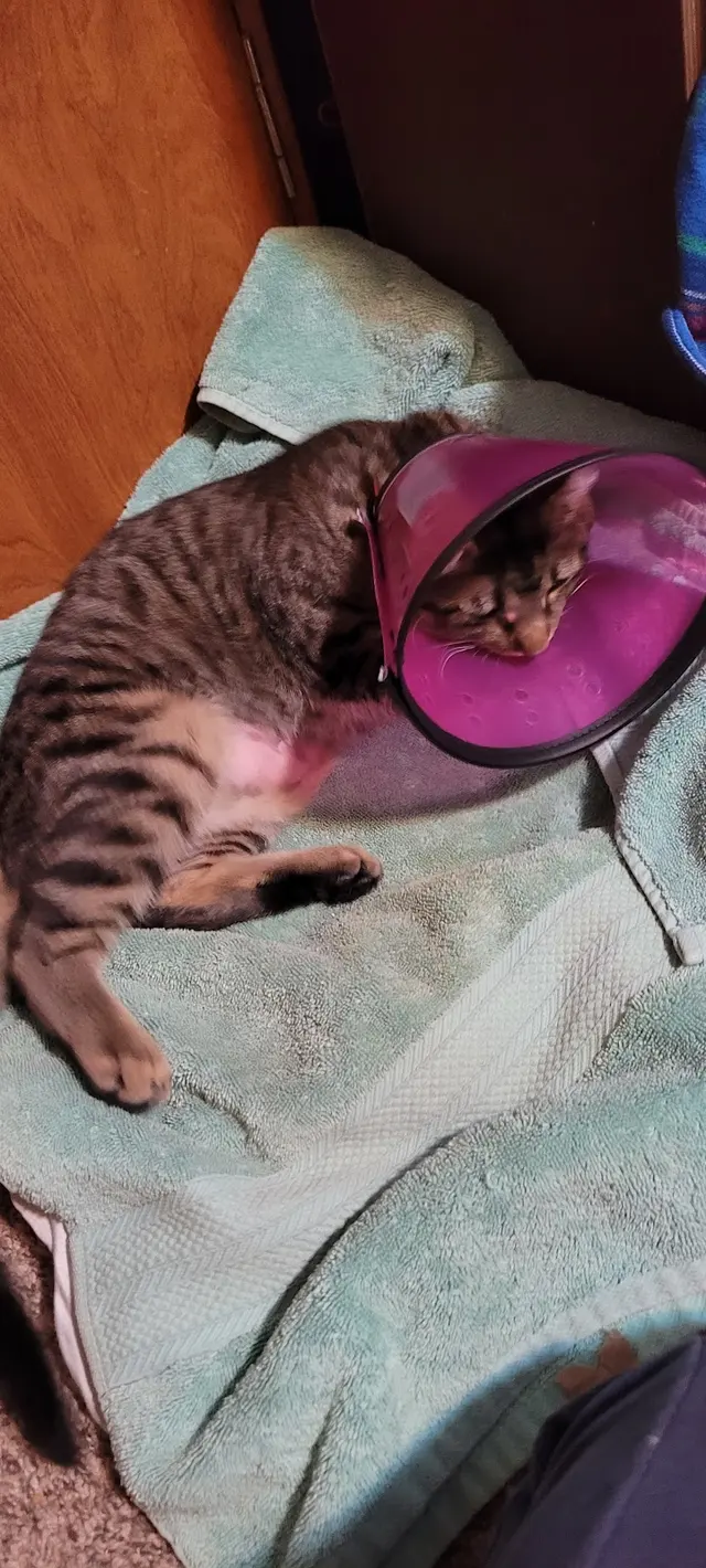 Purple Cat Vet - Eau Claire, WI — customer photo 7