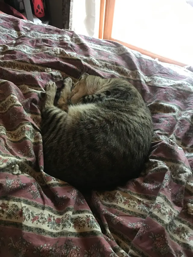 Purple Cat Vet - Eau Claire, WI — customer photo 2