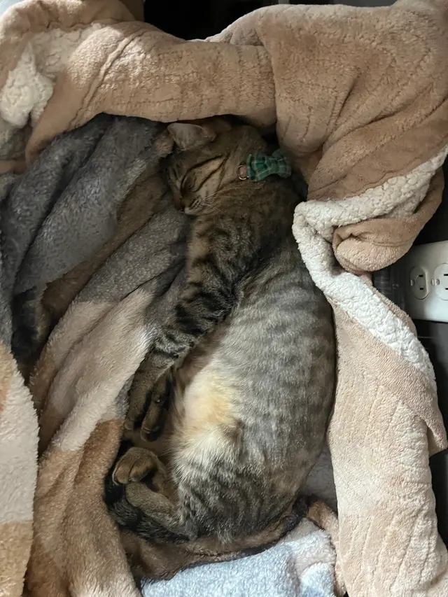 Purple Cat Vet - Eau Claire, WI — customer photo 9