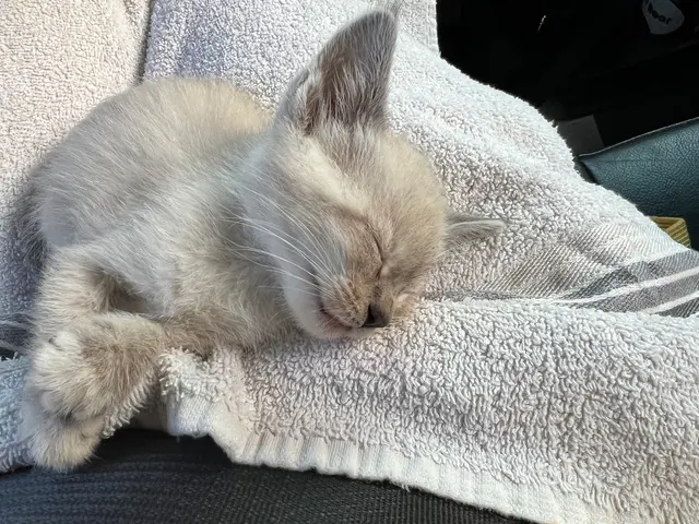 Purple Cat Vet - Eau Claire, WI — customer photo 10
