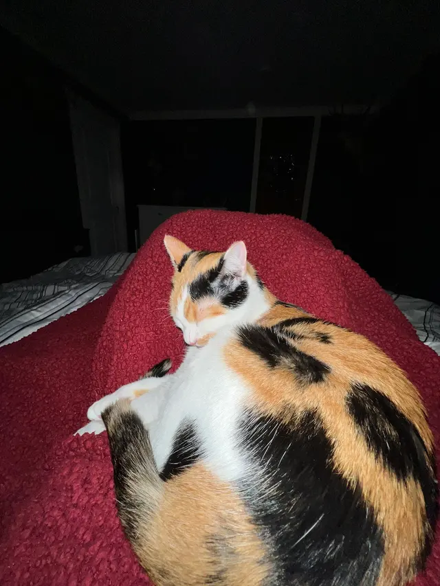 Purple Cat Vet - Eau Claire, WI — customer photo 11