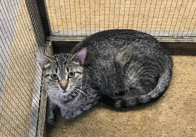 Purple Cat Vet - Eau Claire, WI — customer photo 12