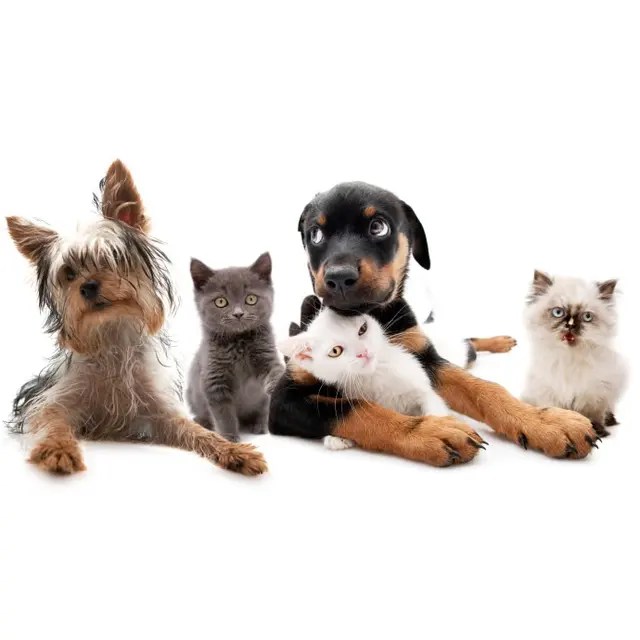 Ark Animal Hospital — photo from the business 10