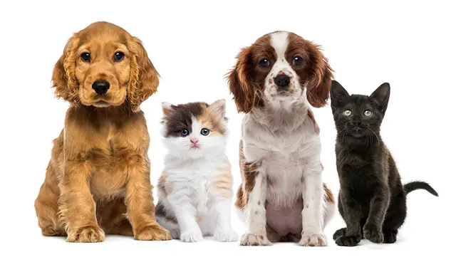 Ark Animal Hospital — photo from the business 11