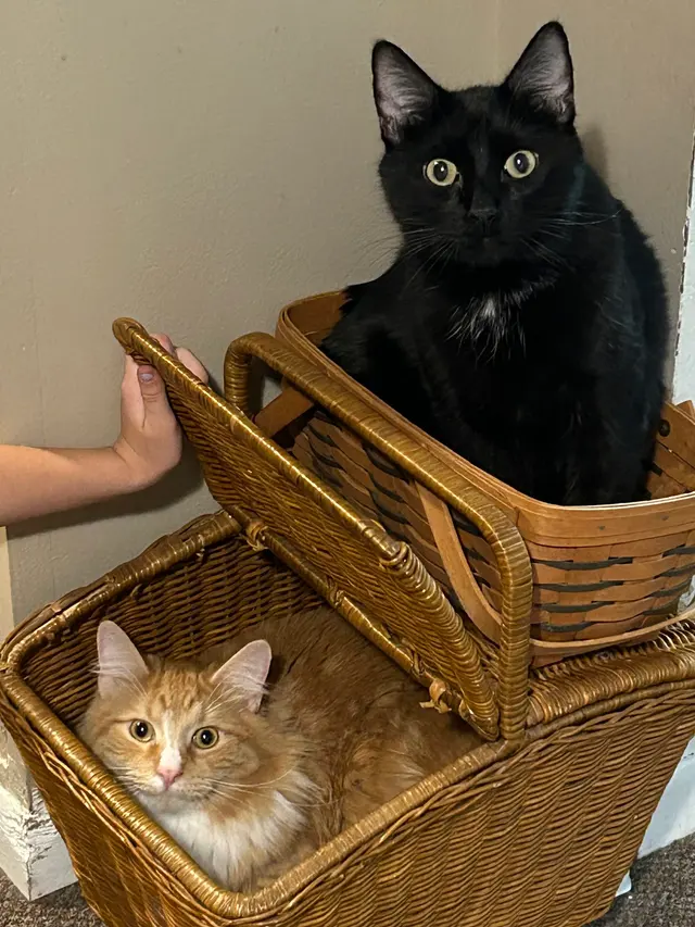 Rock Falls Veterinary Care — customer photo 6