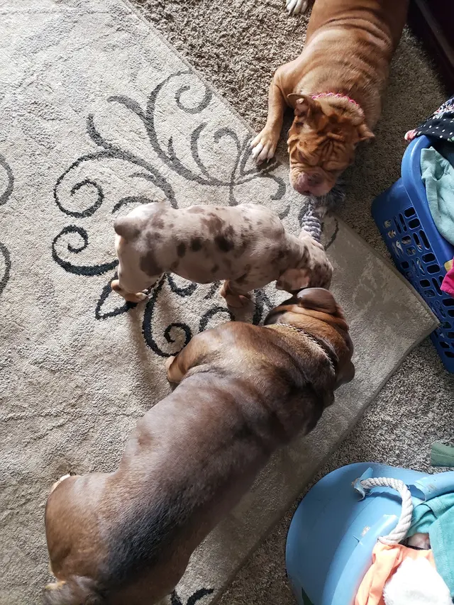 Rock Falls Veterinary Care — customer photo 2