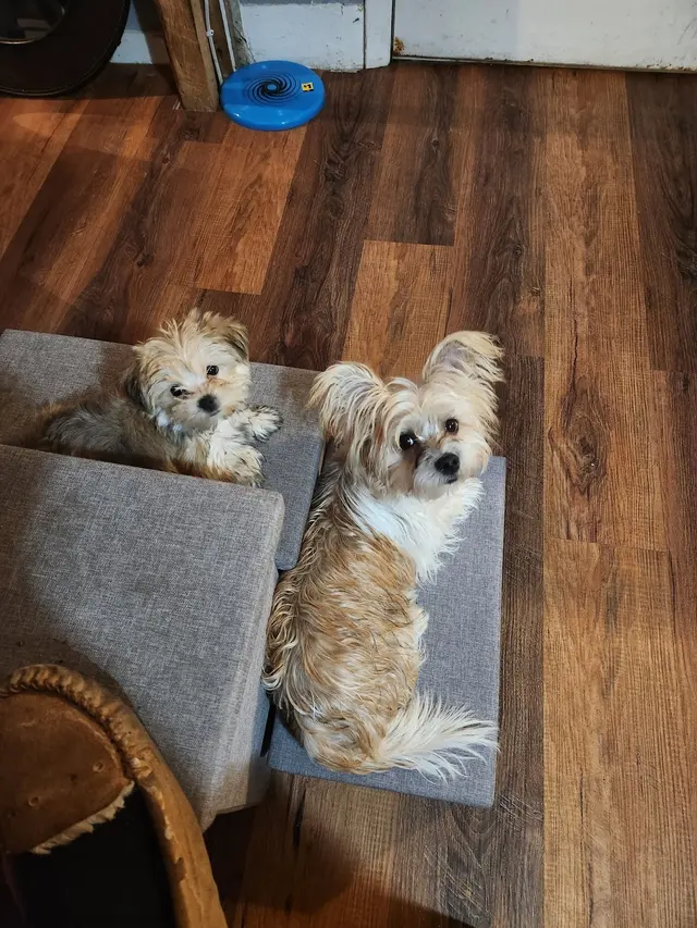 Rock Falls Veterinary Care — customer photo 1