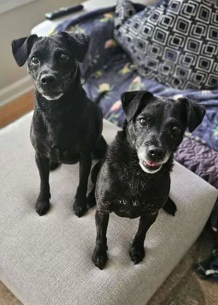 Family Pet Sitters LLC — customer photo 2