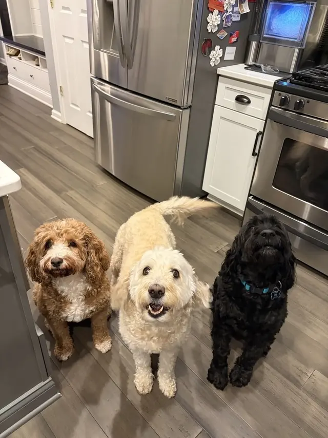 Family Pet Sitters LLC — customer photo 1