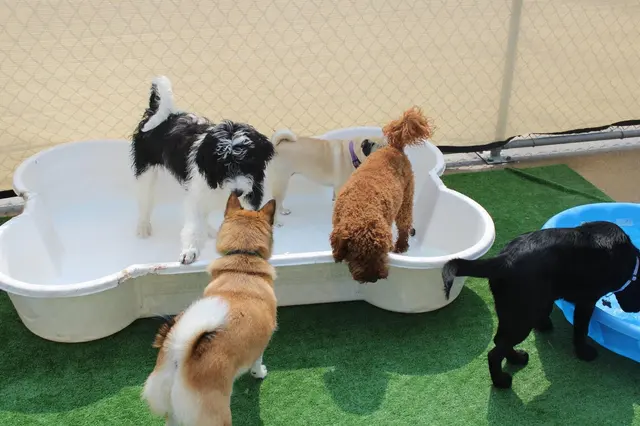 Central Bark Broadview Heights — photo from the business 5