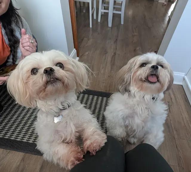 Sarah The Sitter, LLC — photo from the business 6