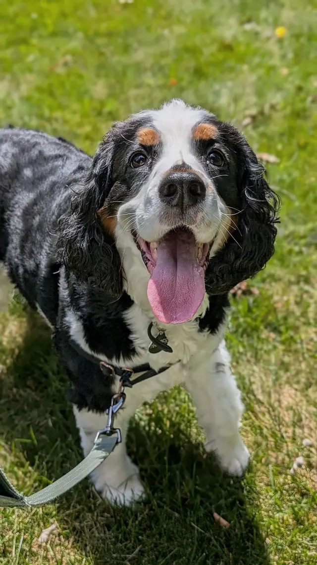 Sarah The Sitter, LLC — photo from the business 9