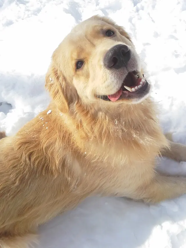 The Paw Sitter LLC — photo from the business 9
