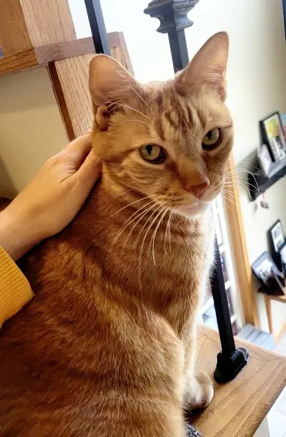 The Paw Sitter LLC — photo from the business 4