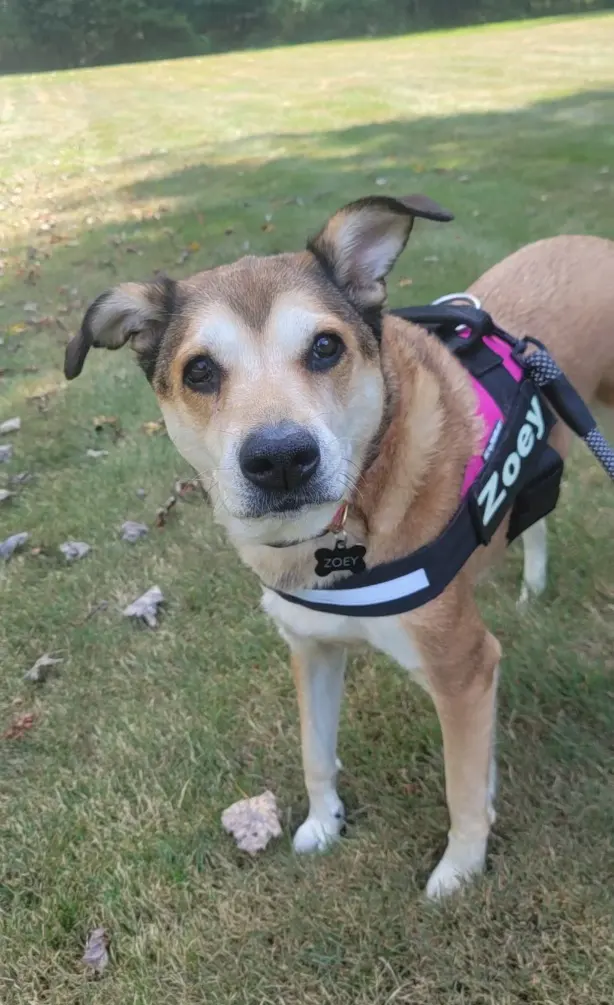 The Paw Sitter LLC — photo from the business 2