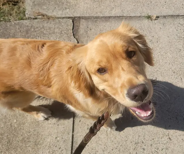 The Paw Sitter LLC — photo from the business 7