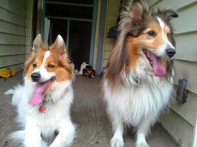 The Paw Sitter LLC — photo from the business 8