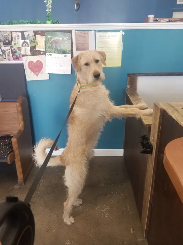 Stay. Dog Daycare, & Boarding — customer photo 6