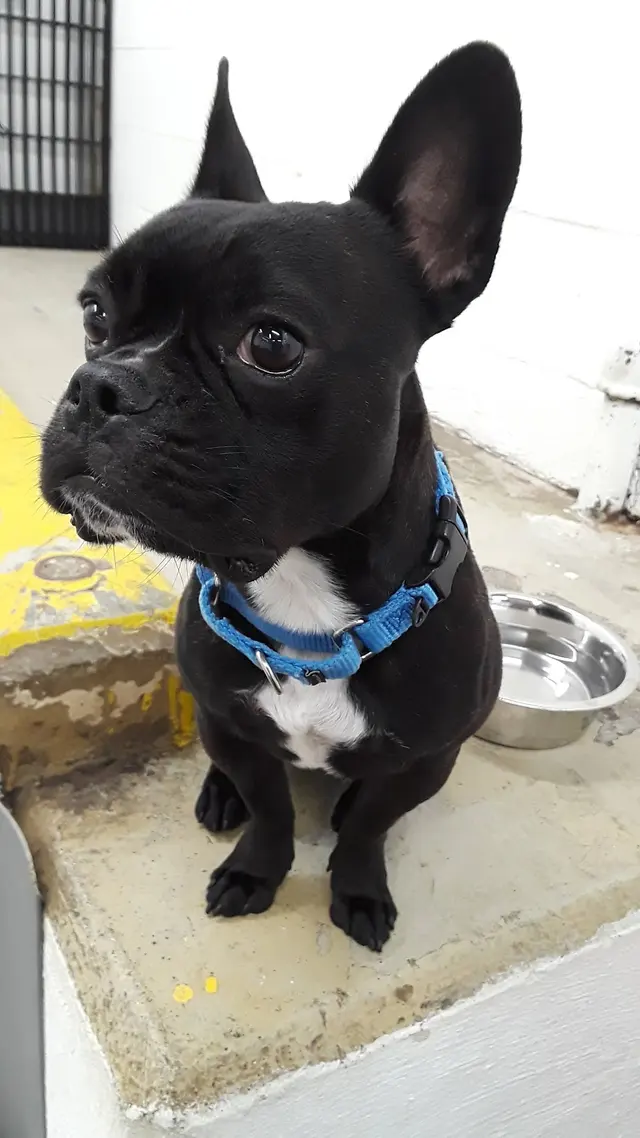 Stay. Dog Daycare, & Boarding — photo from the business 11