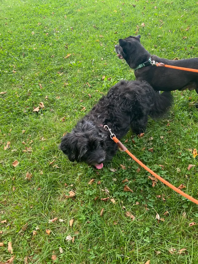 Stay. Dog Daycare, & Boarding — customer photo 7