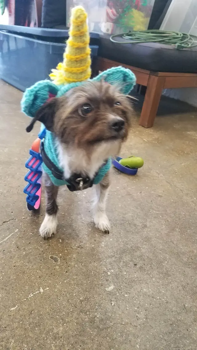Stay. Dog Daycare, & Boarding — photo from the business 5