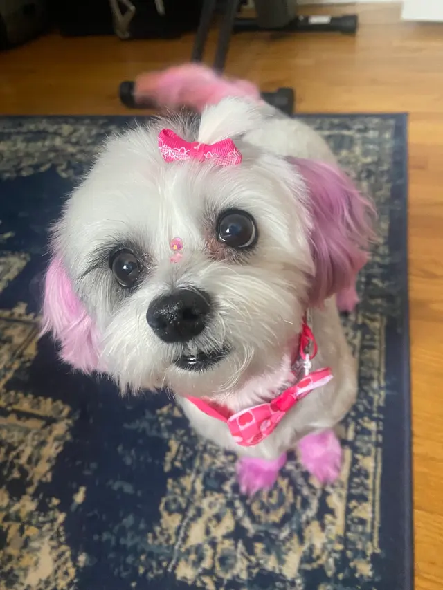 Stay. Dog Daycare, & Boarding — customer photo 9