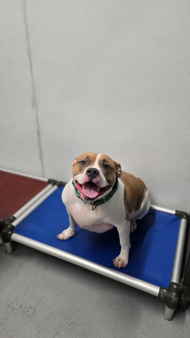 Stay. Dog Daycare, & Boarding — customer photo 3