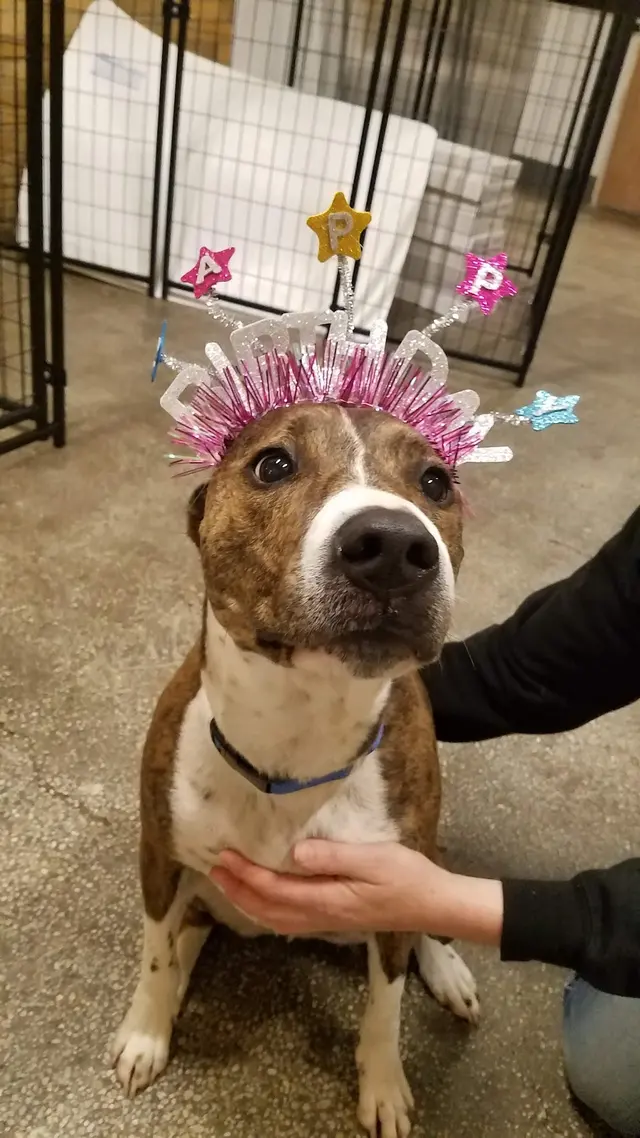 Stay. Dog Daycare, & Boarding — photo from the business 2