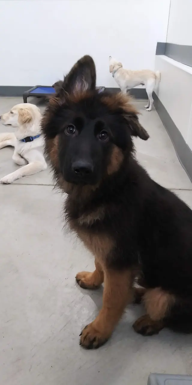 Stay. Dog Daycare, & Boarding — photo from the business 4